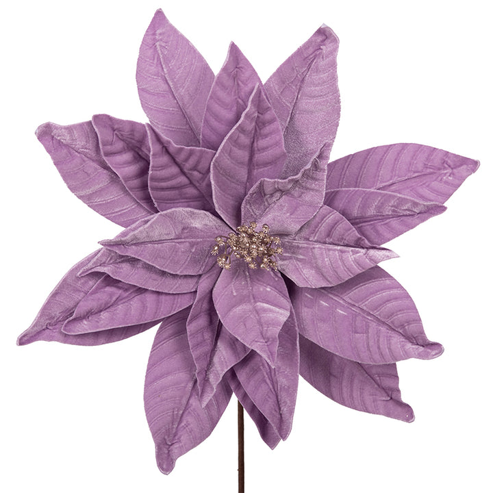 Lavender Poinsettia